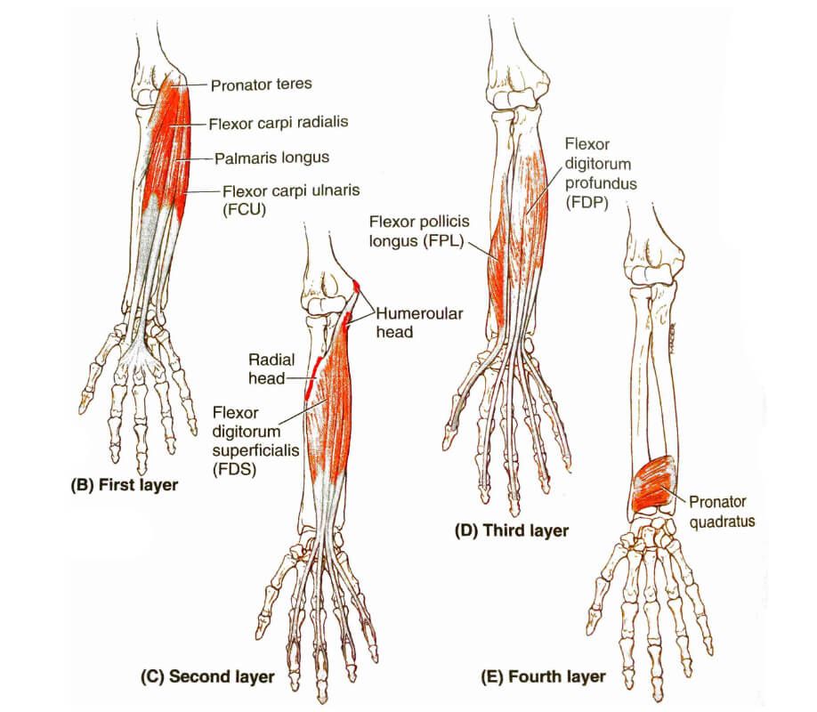 Golfer's Elbow Stretches