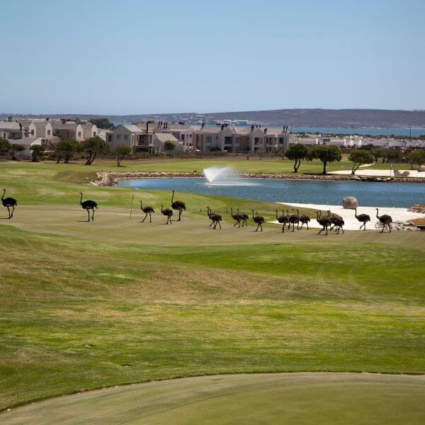 Golf Hazards