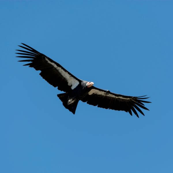 Condor in Golf Terms