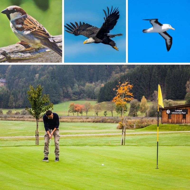 Birdie in Golf Definition
