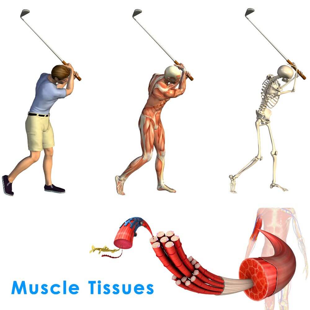 Most Important Golf Muscles